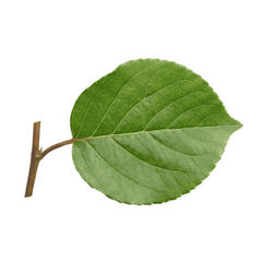 Reynoutria japónica